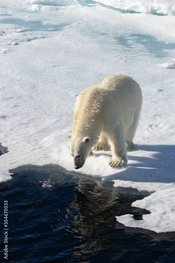 Polar Bear on the sea ice north of Svalbard in the Arctic Polar Bear on the sea ice north of Svalbard in the Arctic