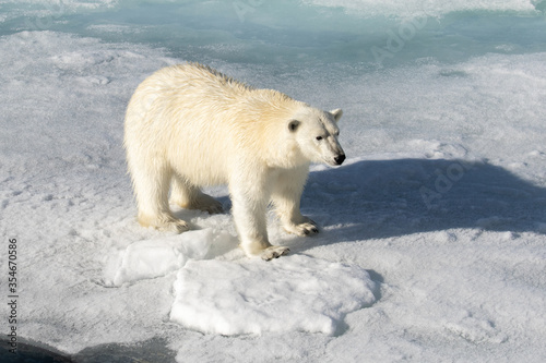 Polar Bear on the sea ice north of Svalbard in the Arctic
