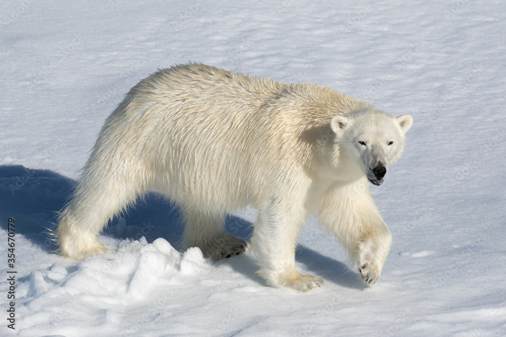 Polar Bear on the sea ice north of Svalbard in the Arctic Polar Bear on the sea ice north of Svalbard in the Arctic