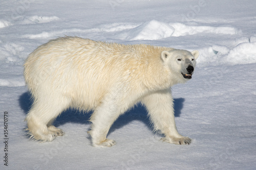 Polar Bear on the sea ice north of Svalbard in the Arctic