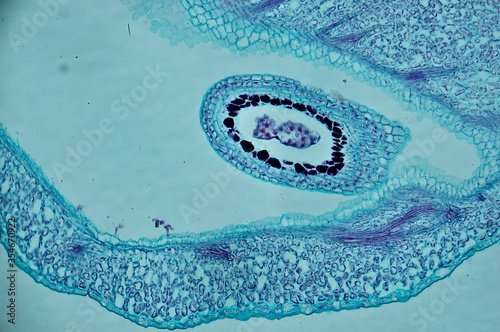 Capsella young embryo sec. under microscope © Daniel