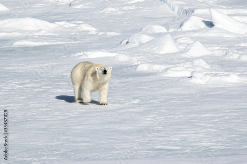 Polar Bear on the sea ice north of Svalbard in the Arctic