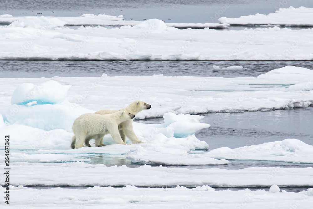 Two polar bear cubs on the sea ice north of Svalbard in the Arctic Two polar bear cubs on the sea ice north of Svalbard in the Arctic