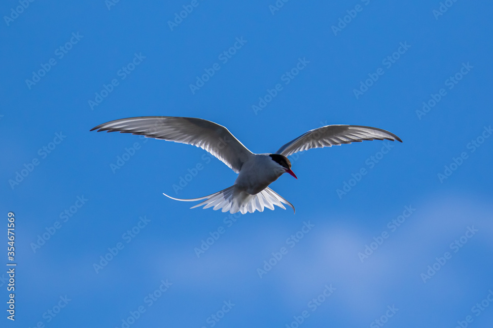 Obraz premium An Arctic Tern looking for prey in the Arctic