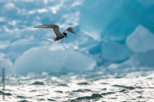 An Arctic Tern hunting in front of an ice berg in the Arctic © Byro