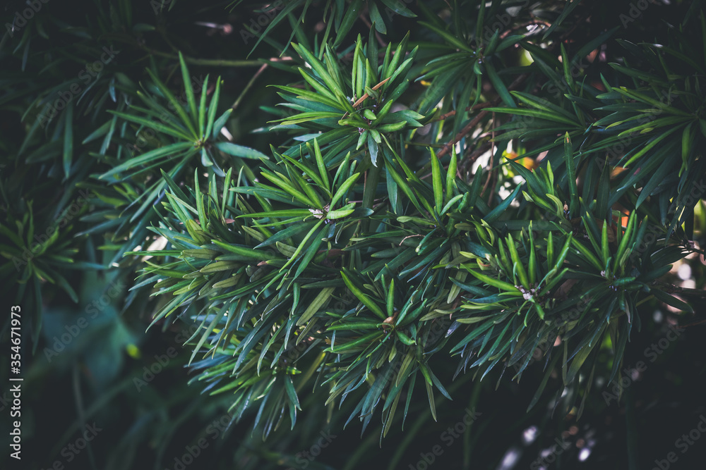 Green leaves of an evergreen shrub