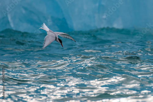 An Arctic Tern diving in front of an ice berg in the Arctic © Byro