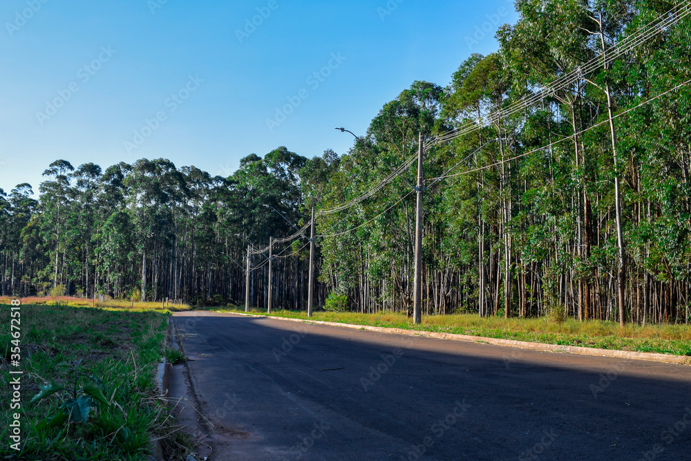 Estrada através de floresta de Eucalyptus. Dia de verão. Ceú azul