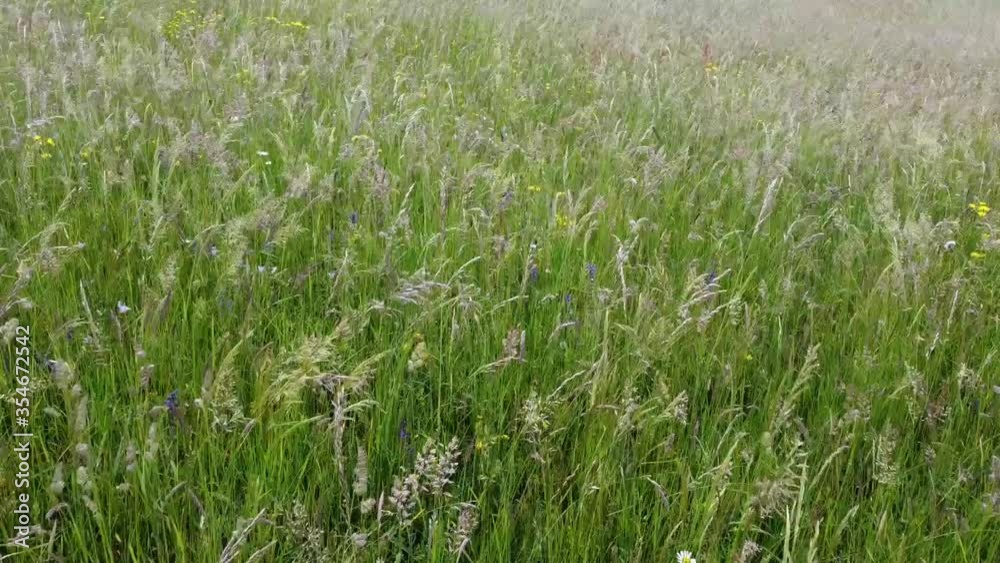 Fly over natural meadow grass with flowers slowly swayed by wind Fly over natural meadow grass with flowers slowly swayed by wind