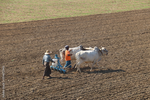 Agriculteurs labourant un champs à Amarapura, Myanmar photo