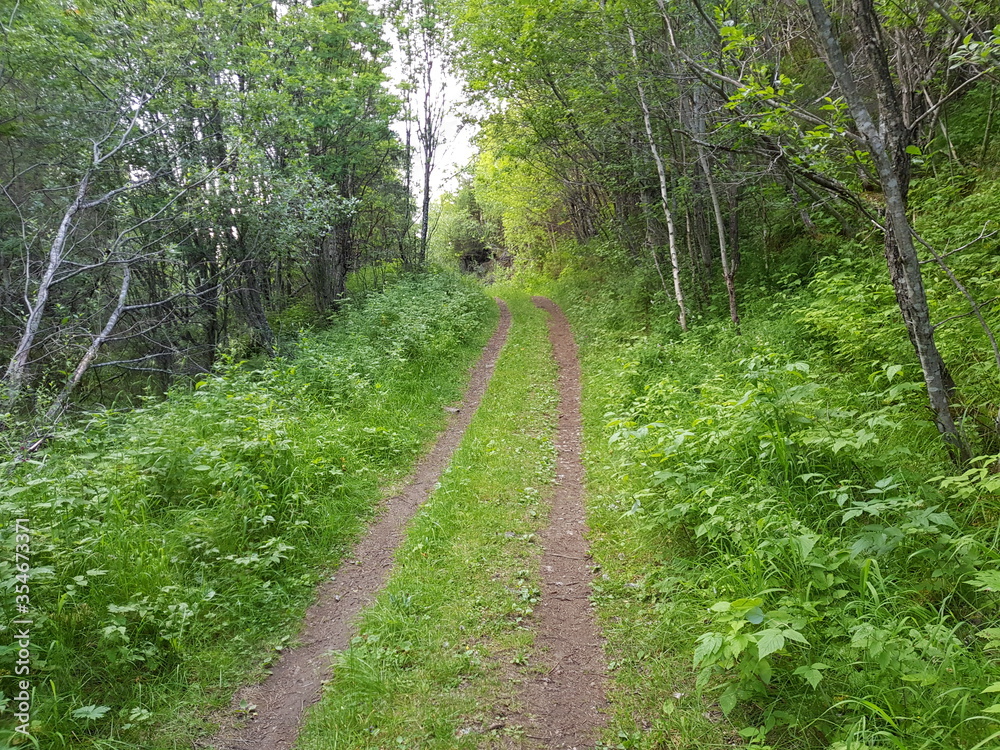 Obraz premium summer forest trail in lush vegetation in northern norway