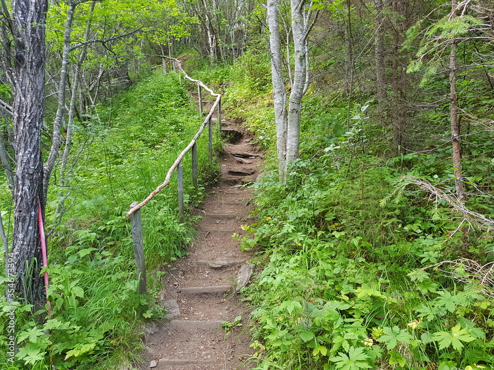 path in the forest with wood and dirt stairs path in the forest with wood and dirt stairs