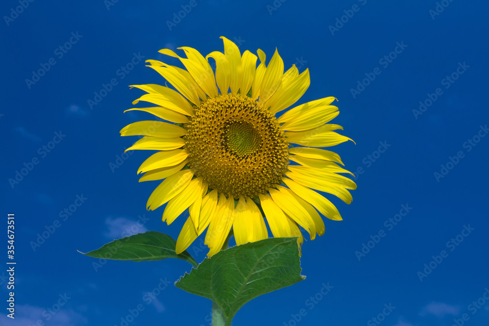The picture of a sunflower blooming in the sun against the backdrop of the sky The picture of a sunflower blooming in the sun against the backdrop of the sky