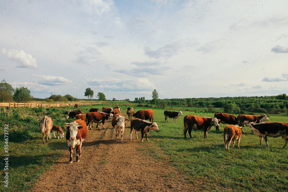Obraz premium A cow and a calf graze on a green pasture in summer