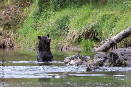 A Grizzly  Brown bear  in a river in British Columbia  Canada