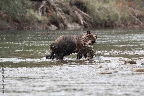 A Grizzly (Brown bear) cub eating salmon in a river in British Columbia, Canada