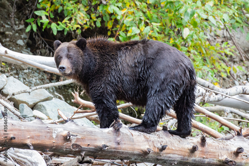 A Grizzly (Brown bear) on a log in the river in British Columbia, Canada A Grizzly (Brown bear) on a log in the river in British Columbia, Canada