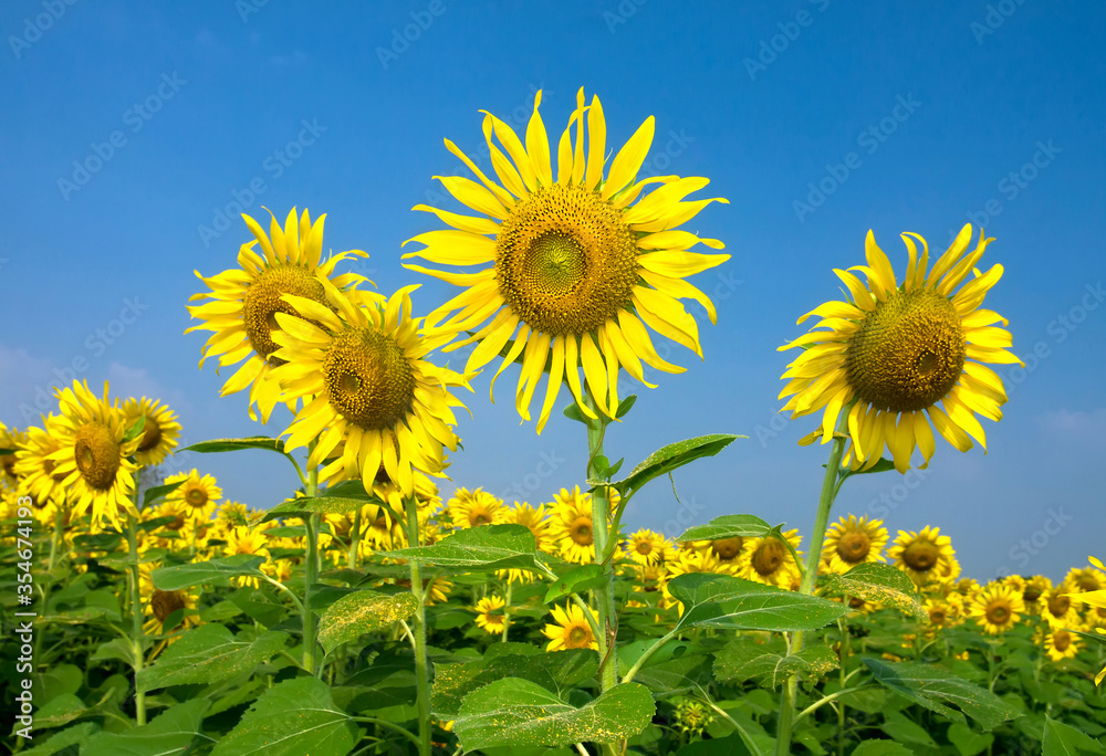 The picture of a sunflower blooming in the sun against the backdrop of the sky