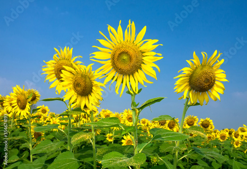 The picture of a sunflower blooming in the sun against the backdrop of the sky