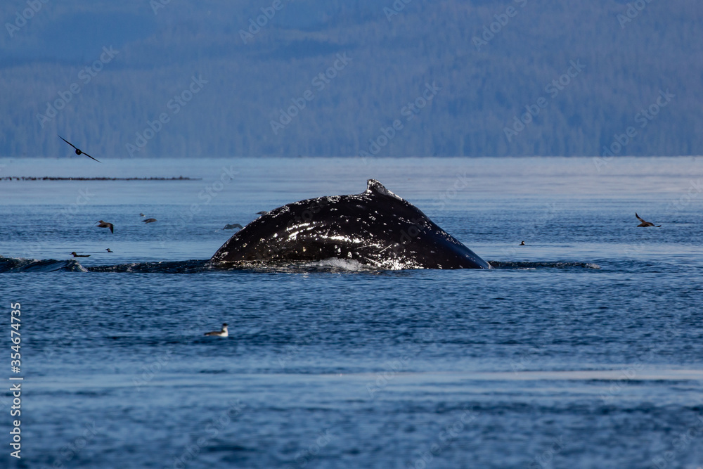 Fototapeta premium A Humpback Whale feeding in British Columbia, Canada