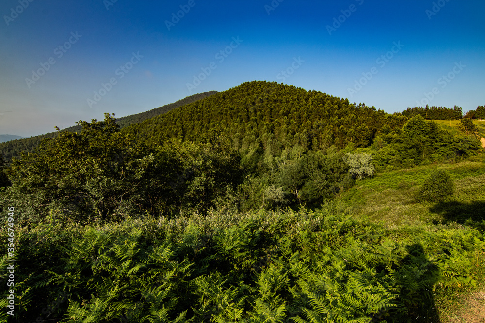 Paseos por el Monte Adarra y si entorno, verde, arboles