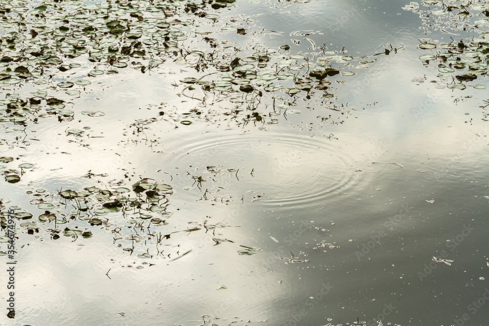 Water lilies of the Nature Reserve Isola della Cona, Italy Water lilies of the Nature Reserve Isola della Cona, Italy