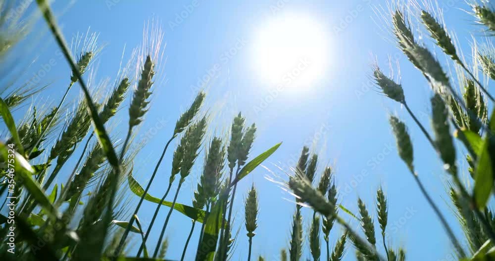 winter wheat ripening below the sun on a spring day on the prairie wheatfield winter wheat ripening below the sun on a spring day on the prairie wheatfield