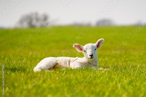Young lamb isolated in field standing looking to camera. Perry Green, Much Hadham, Hertfordshire. UK