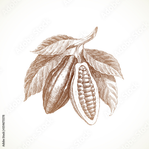 Hand drawn cocoa beans on branch. Vector illustration.