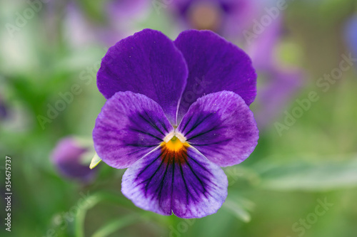 Lovely pansy