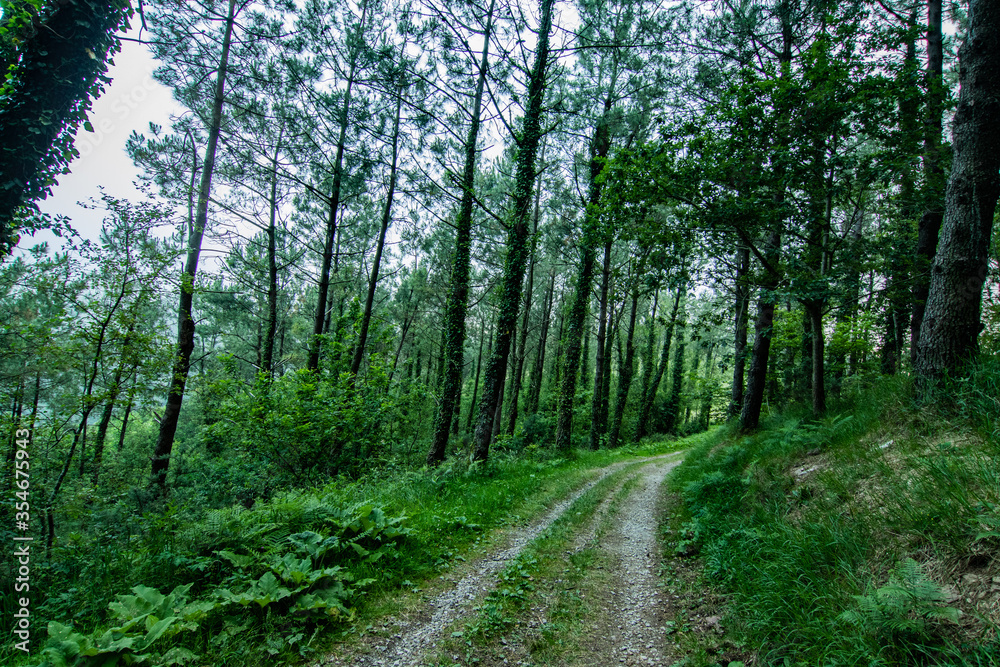 Paseos por el Monte Adarra y si entorno, verde, arboles Paseos por el Monte Adarra y si entorno, verde, arboles