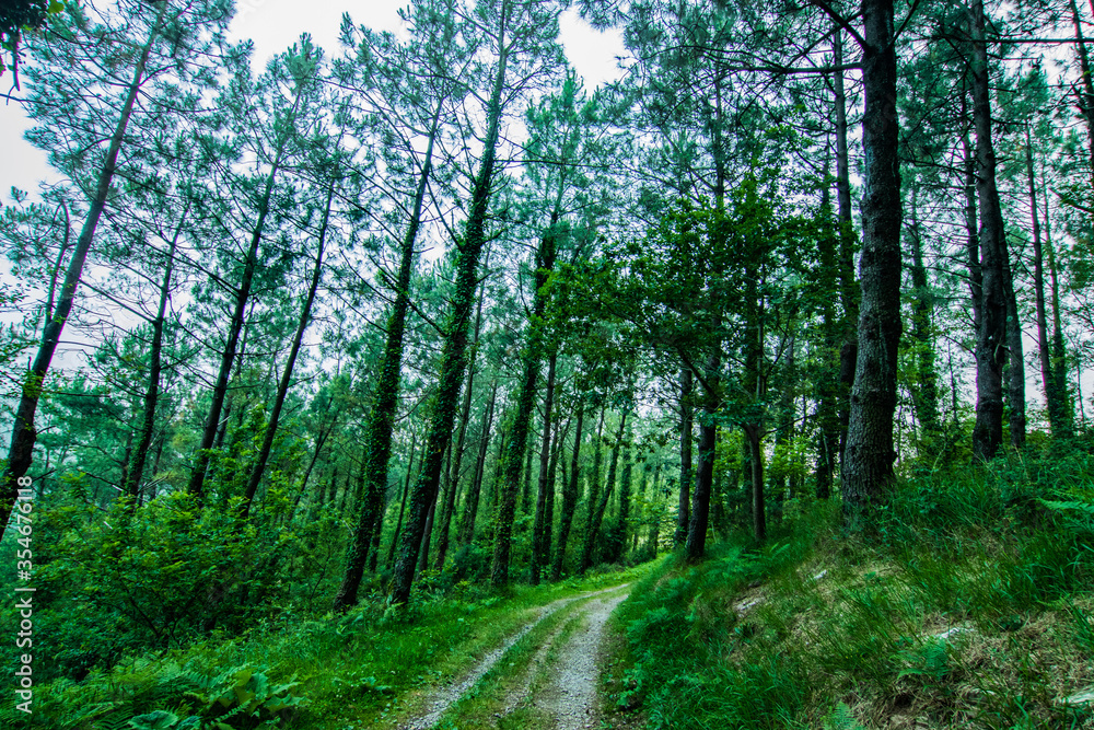 Fototapeta premium Paseos por el Monte Adarra y si entorno, verde, arboles