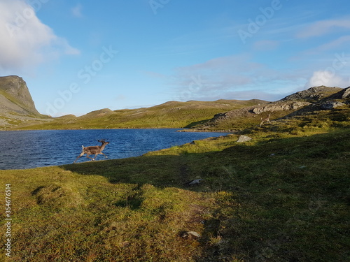 small reindeer calf running alongside blue mountain lake in summer sunlight photo