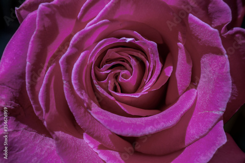 Floral background with beautiful magenta rose close up