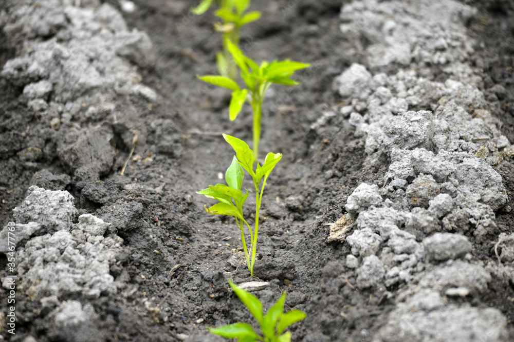 vegetable garden in spring image vegetable garden in spring image