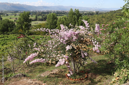 Wallpaper Mural Cerisier en fleurs au lac Inle, Myanmar	 Torontodigital.ca