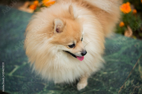 A dog of the Spitz breed walks in the autumn through the park in the fallen yellow foliage without a leash. Sniffs, looks around.