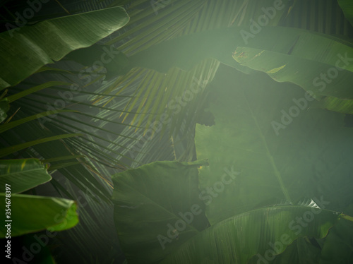 Fototapeta Naklejka Na Ścianę i Meble -  fragment view of nice mist  green tropical jungle