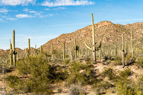 Cactus growing in the Sonoran Desert under turquoise skies