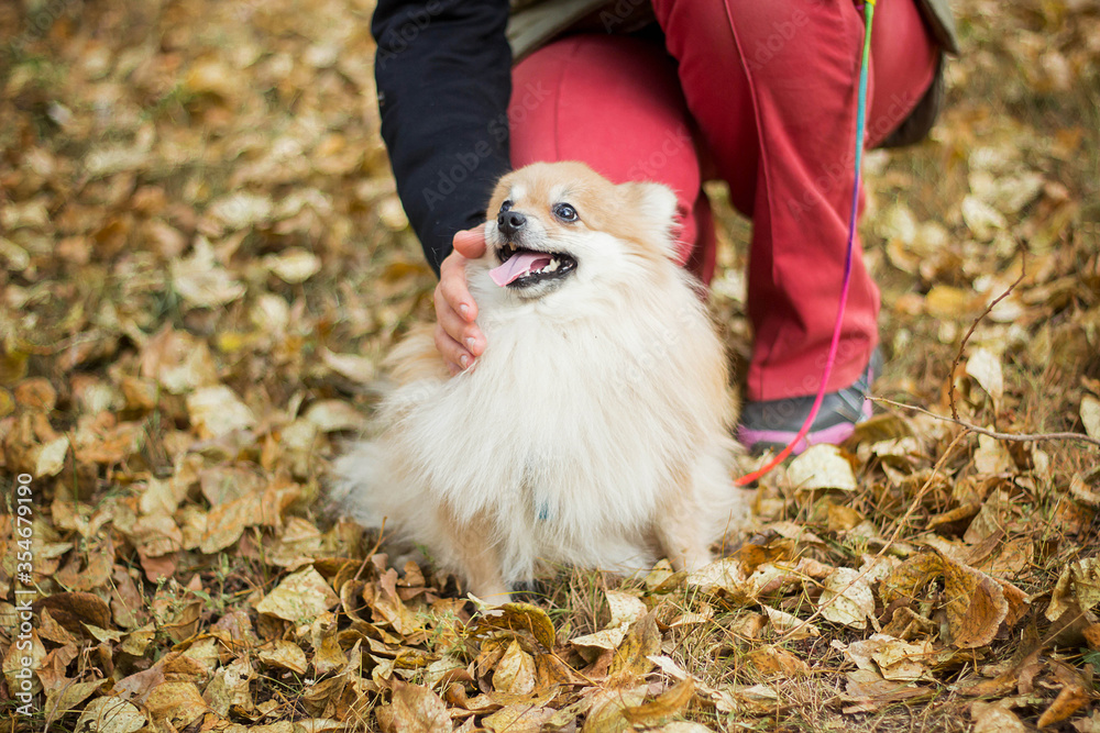 Woman stroking a dog of the Spitz breed. Walk in the park in autumn in the yellow foliage. the hostess is walking a pet.
Woman stroking a dog of the Spitz breed. Walk in the park in autumn in the yellow foliage. the hostess is walking a pet.