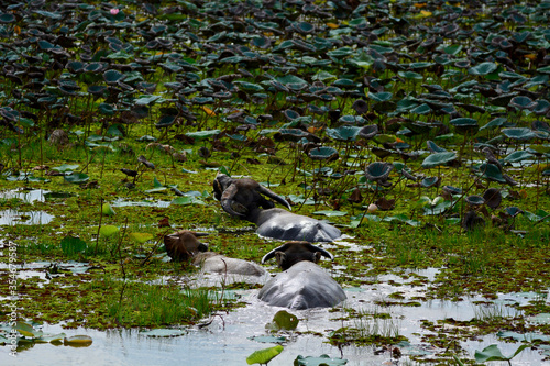 Two buffalo swimming in the swamp
