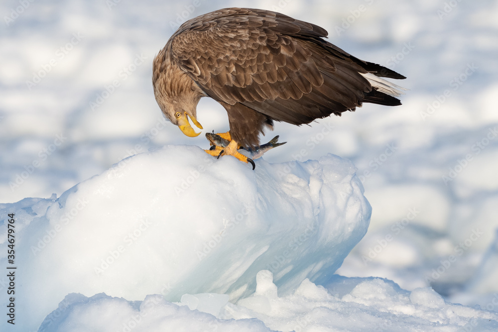 Obraz premium White-tailed sea eagle catches a fish in the frozen Japanese sea, Hokkaido, Japan. 