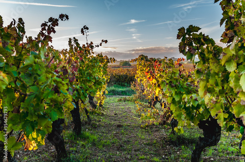 View of a row of vines in autumn in a Languedoc vineyard at sunset