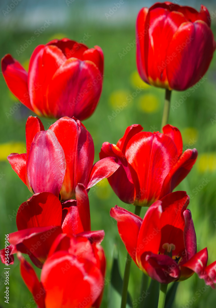 Beautiful red tulips on a green lawn on a Sunny day