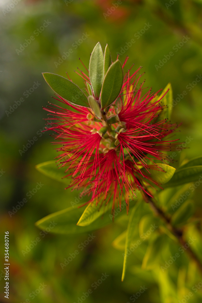 Crimson Bottlebrush Tree red flower (Callistemon citrinus or Crimson Bottlebrush or Kuflik). Close up during sunrise. Australia's endemic plant, family Myrtaceae, popular exotic shrubs in the garden