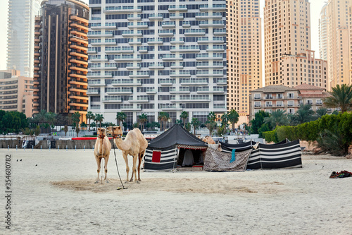 Camels stand on a beach with a Bedouin tent and skyscrapers in the background in Dubai