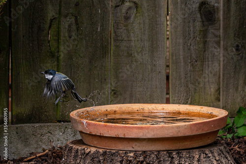 Great tit bird, Parus major, in flight with wet feathers after a bird bath © Anders93