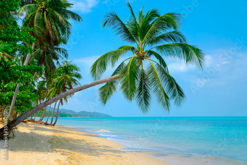 Beautiful beach. View of nice tropical beach with palms around. Holiday and vacation concept. Tropical beach © Andrii Vergeles