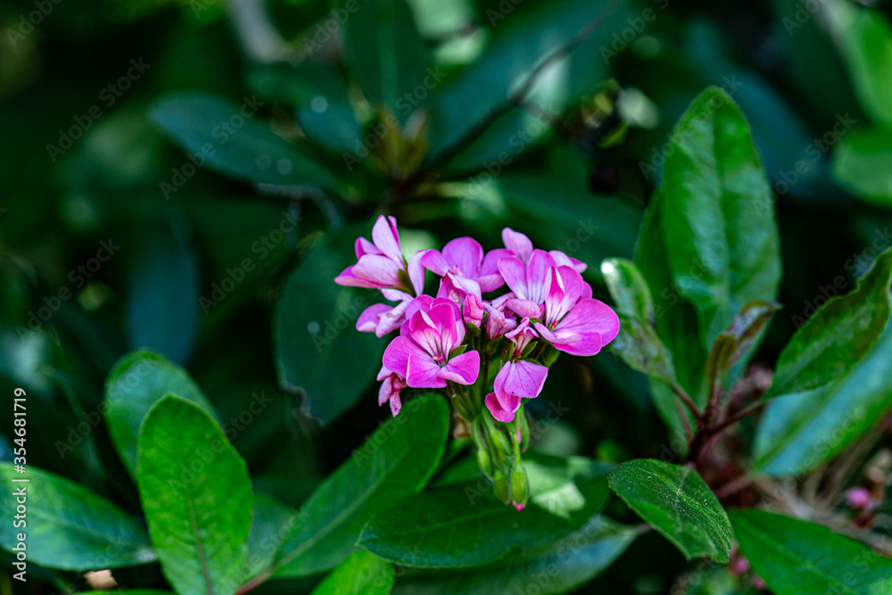 Pink Flower