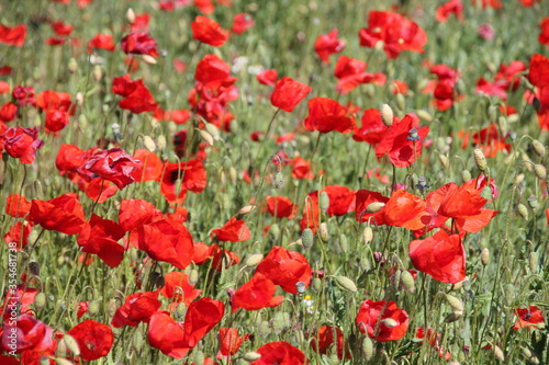 Sommerwiese mit Mohn